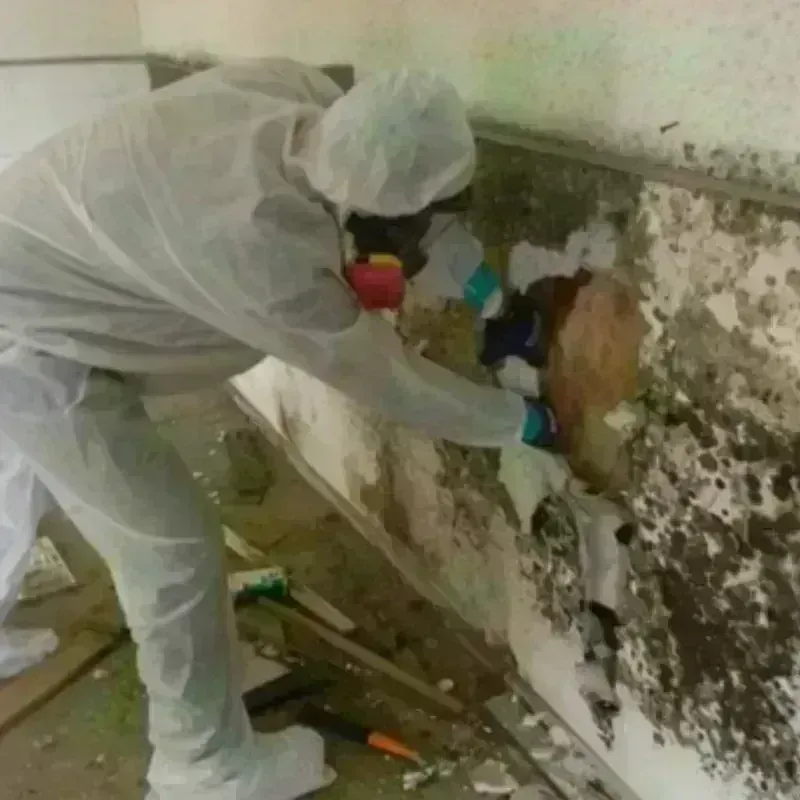 Mold Remediation and Removal in Sarcoxie, MO